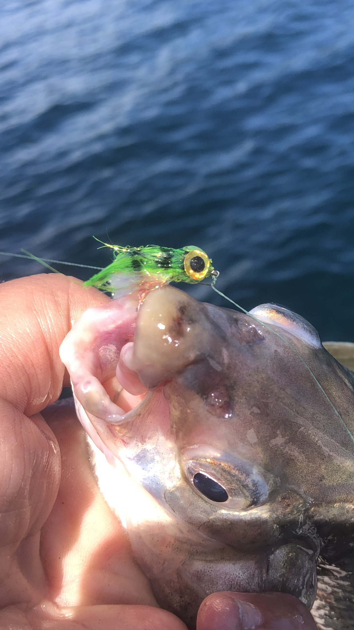 Whitefish fly fuzzy grub
