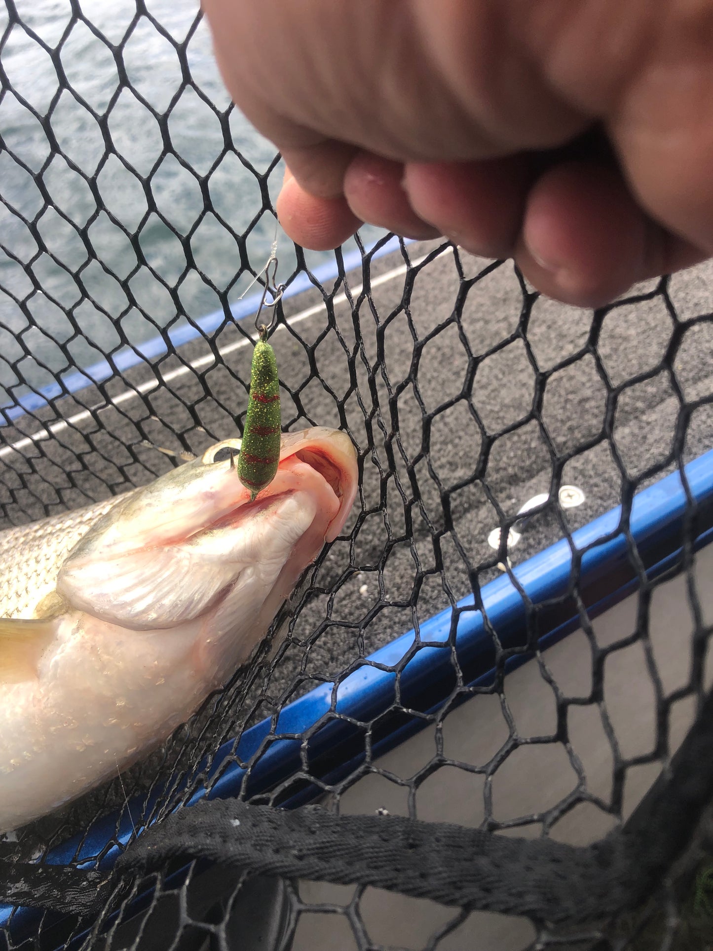 True perch widow minnow
