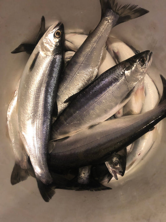 Open water salmon jigging