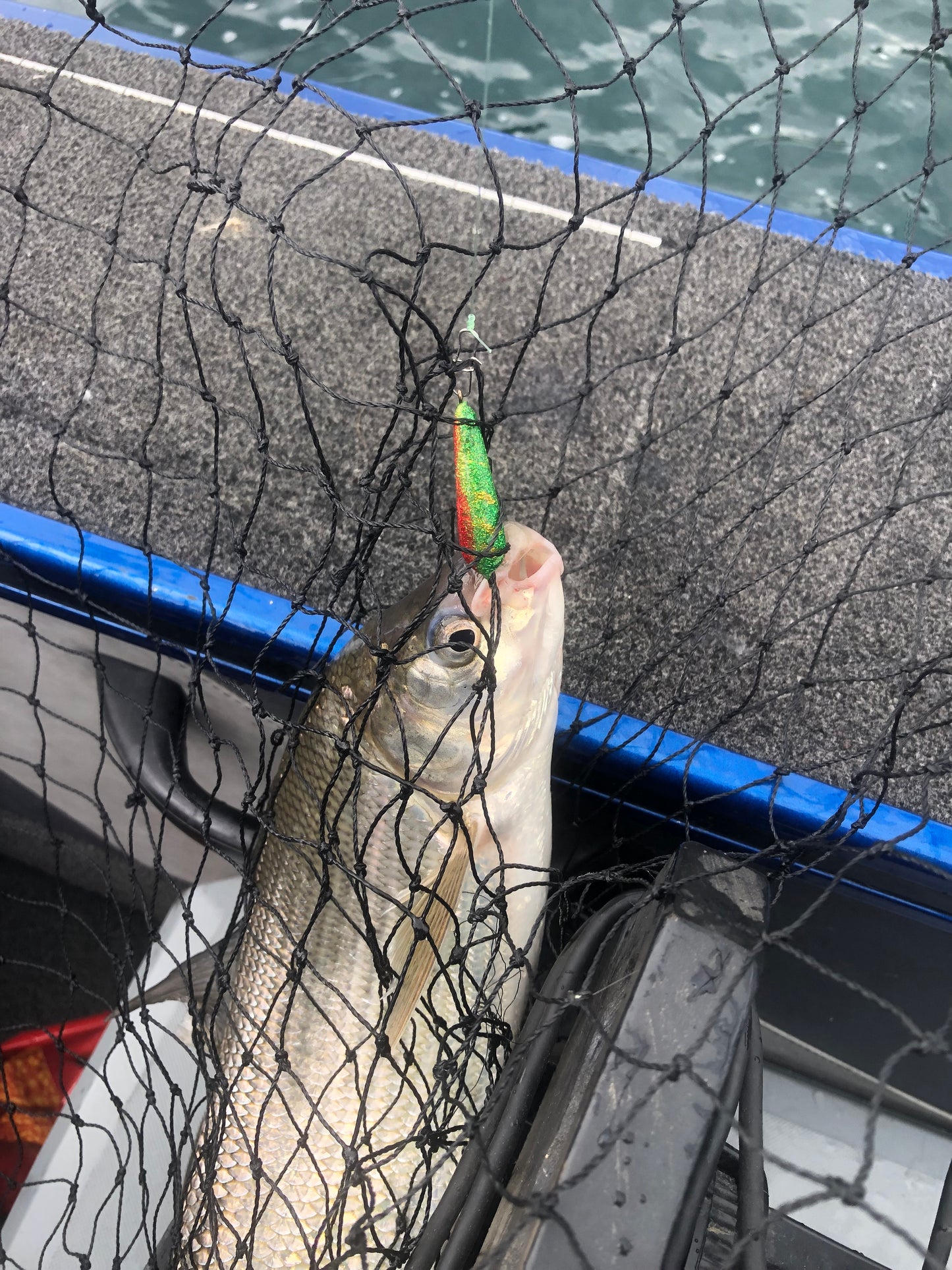 3/8oz Disco perch Widow Minnow
