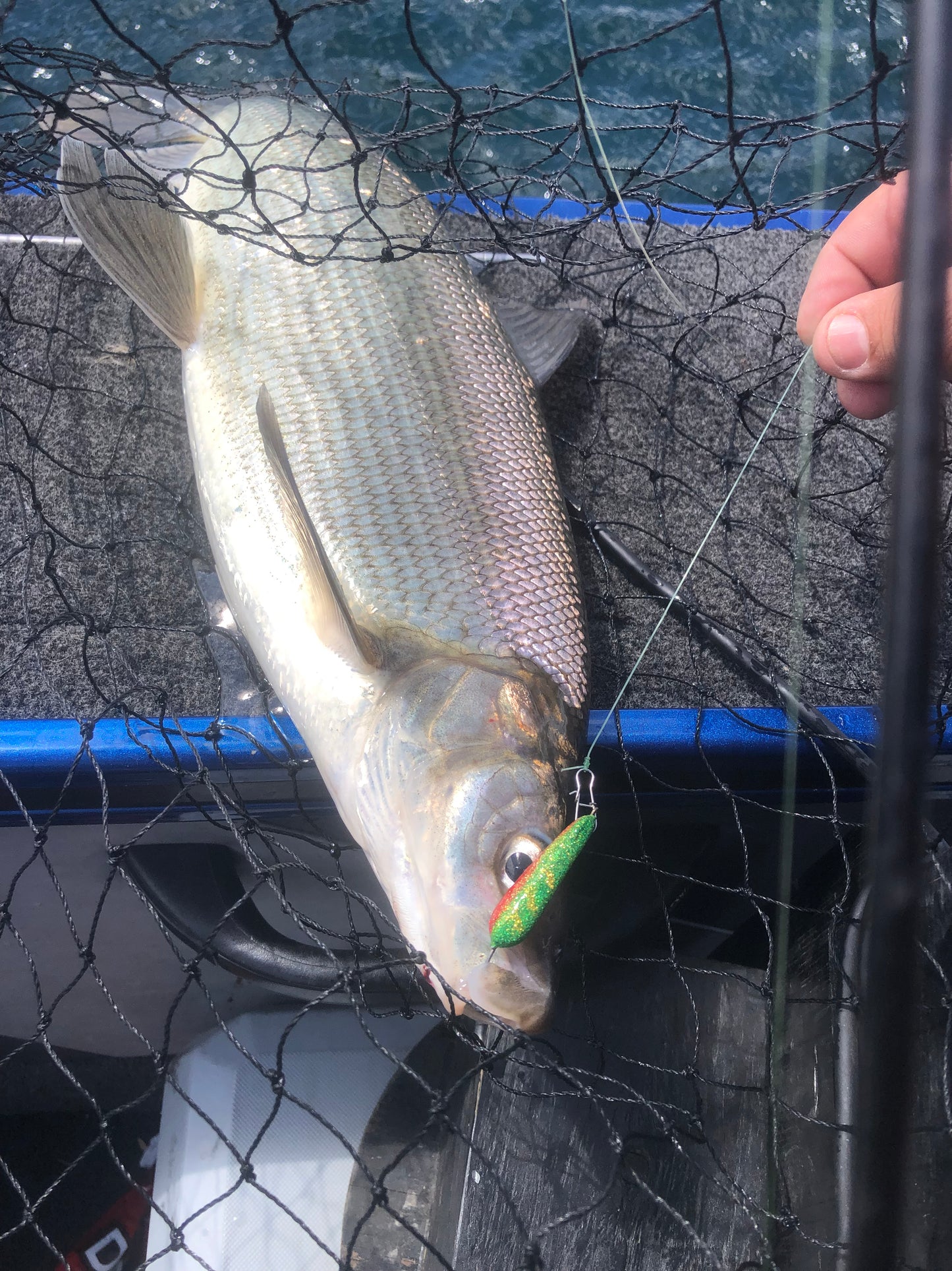 3/8oz Disco perch Widow Minnow