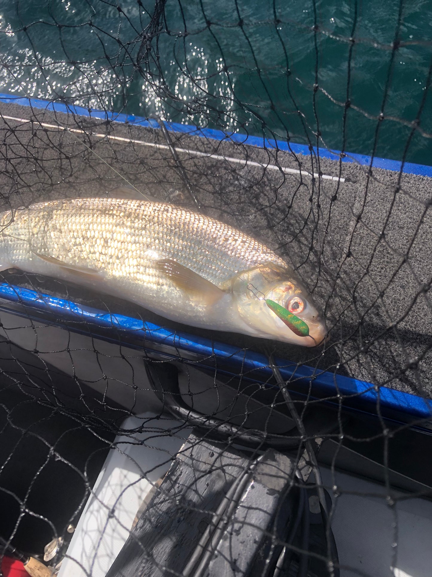 3/8oz Disco perch Widow Minnow