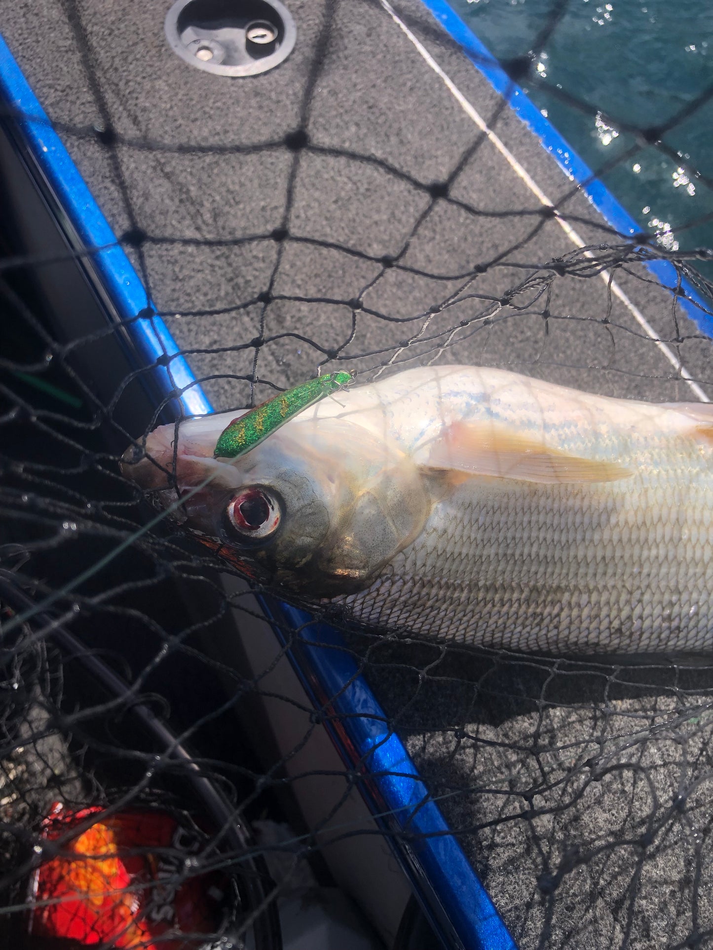 True perch widow minnow