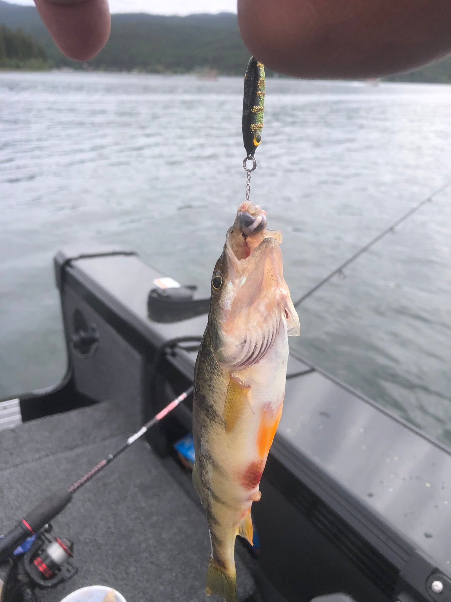 Tail dragger