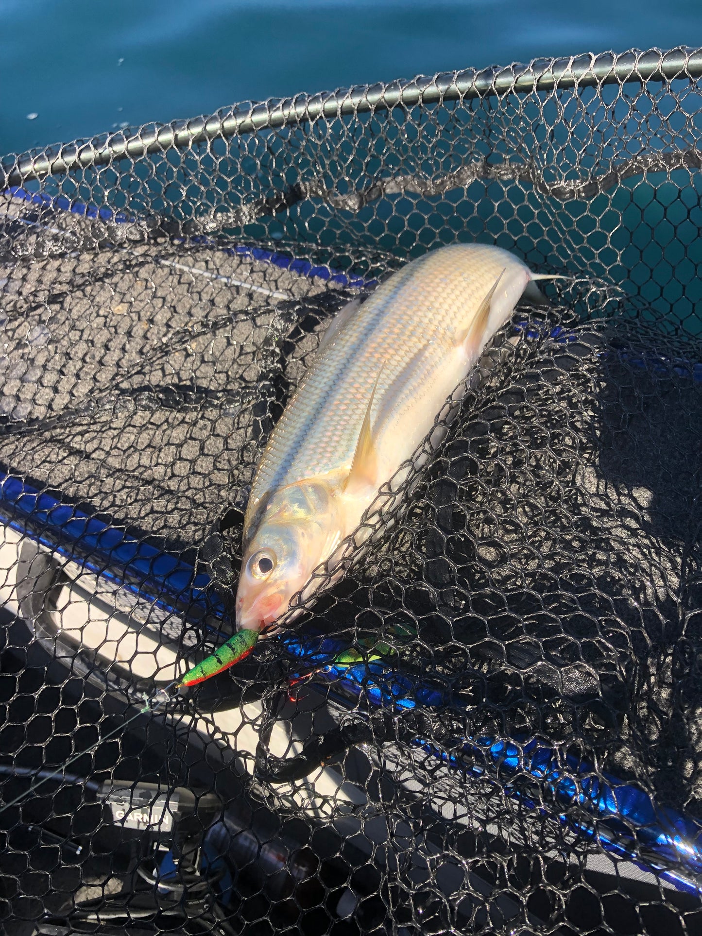 True perch widow minnow
