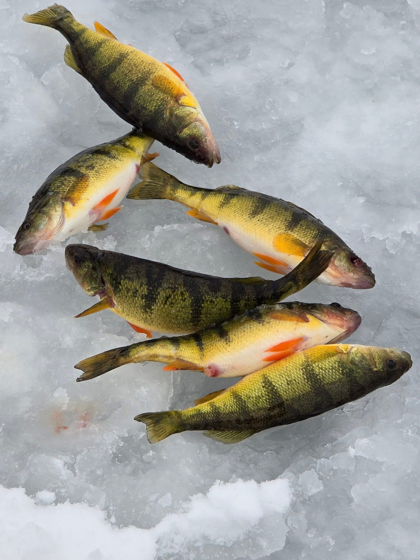 Cascade Dragon slayer disco perch