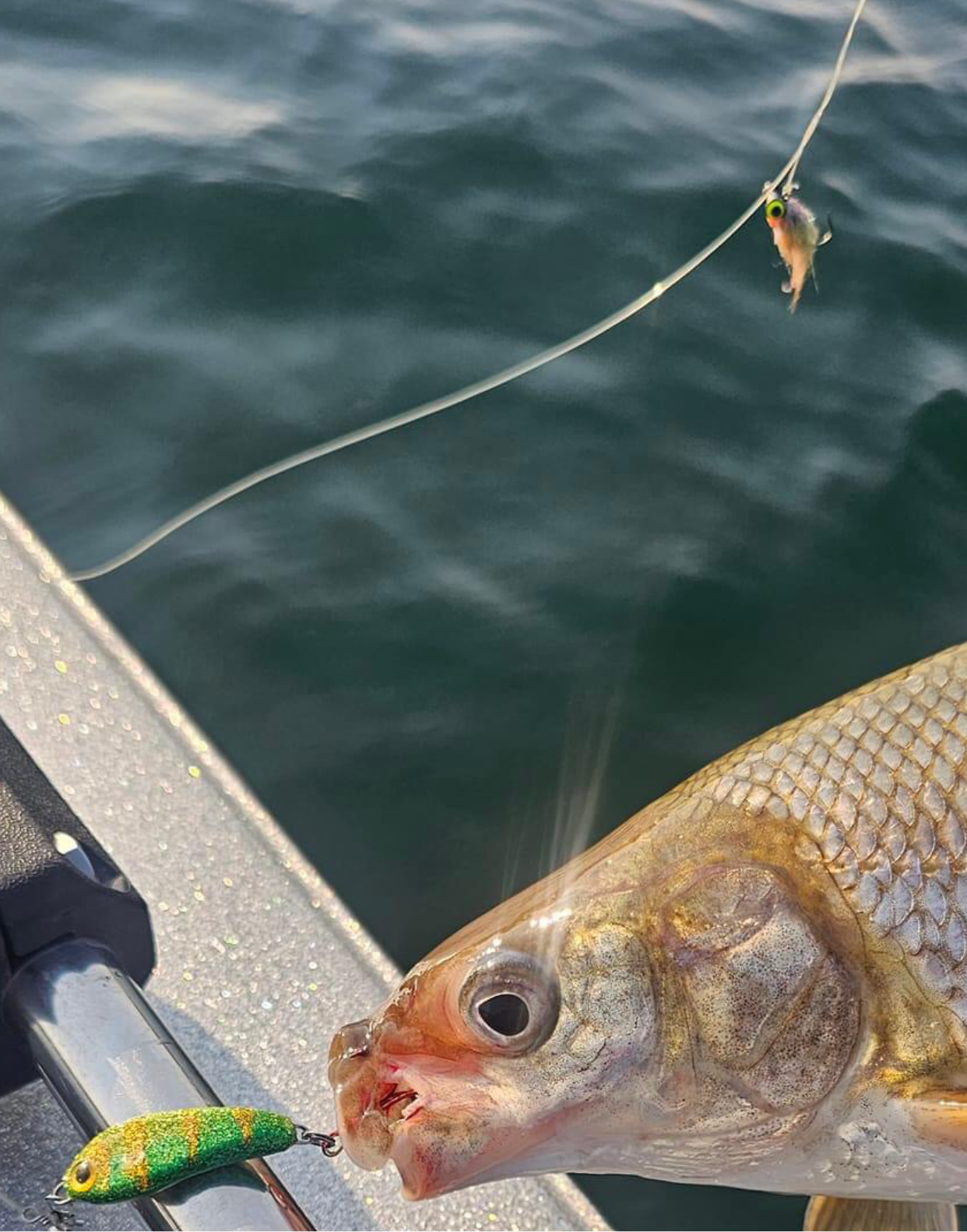 Whitefish fly  perch streamer