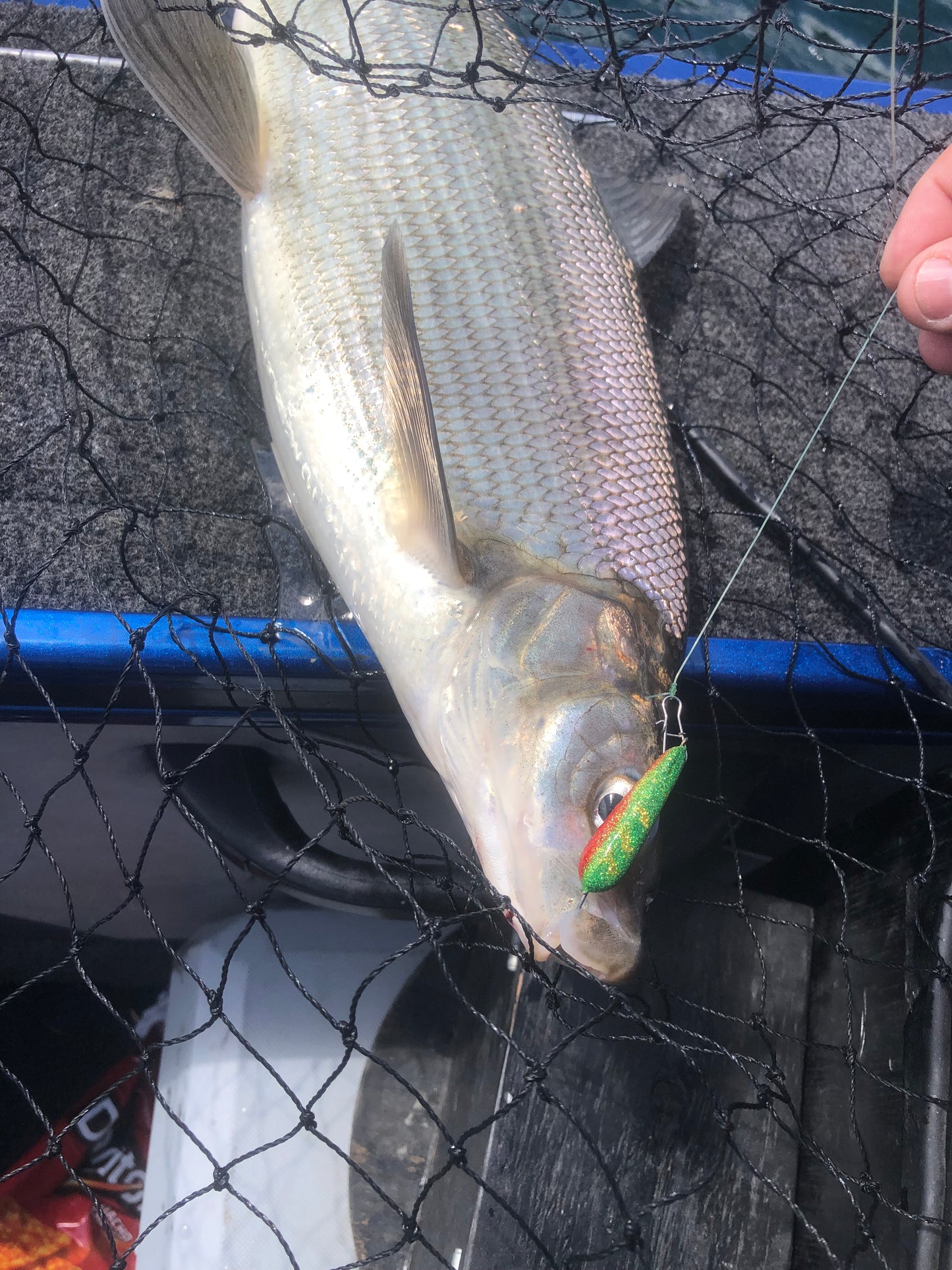 True perch widow minnow